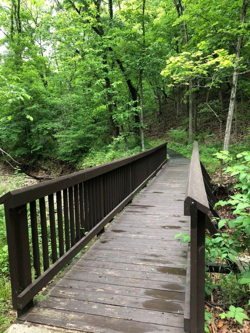 A wooden bridge spans a lush, green forest path, surrounded by trees and foliage.