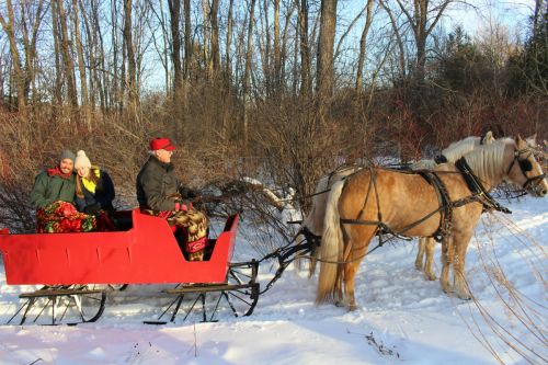 A horse-drawn sleigh carries two passengers through a snowy landscape, surrounded by trees and winter scenery.