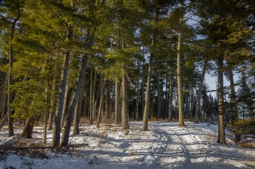 A snowy forest scene with tall pine trees and sunlight filtering through the branches.