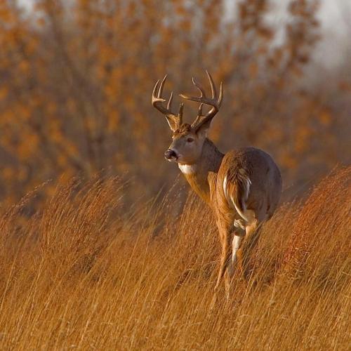 A deer with antlers stands in tall grass, surrounded by autumn foliage in a serene landscape.