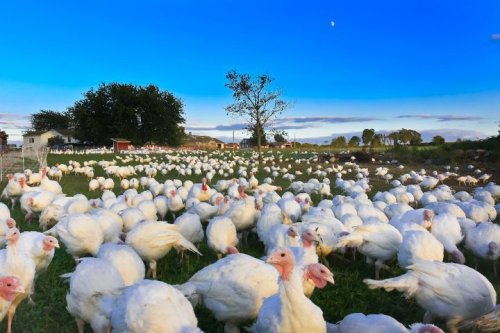 A large flock of white turkeys grazing in a green field under a clear blue sky with a tree in the background.