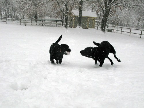 Two black dogs play in a snowy field, joyfully running and jumping in the falling snow.