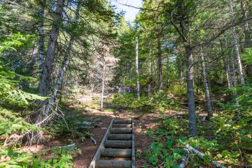 A wooden staircase leads through a lush, green forest with tall trees and dappled sunlight.
