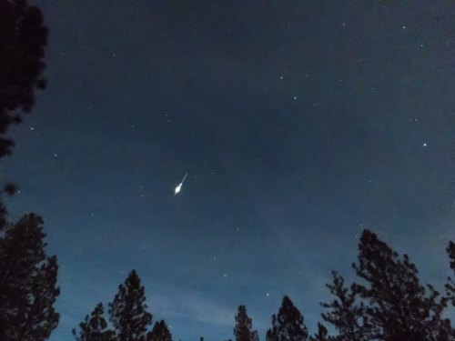 A bright meteor streaks across a starry night sky, framed by silhouetted pine trees.