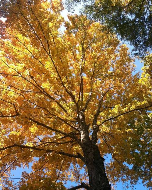 A tall tree with vibrant yellow leaves against a clear blue sky, viewed from below.