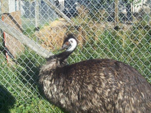 An emu stands near a fence, with its distinctive feathers and head turned, set against a grassy background.