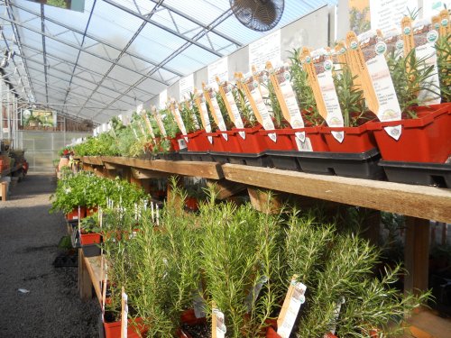 A greenhouse filled with potted herbs on wooden shelves, labeled and thriving under bright, natural light.