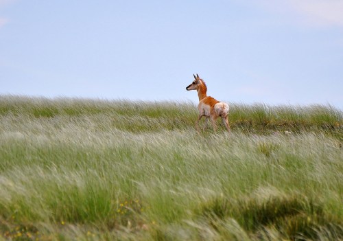 A young pronghorn antelope stands in a grassy field, looking away from the camera under a blue sky.