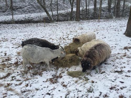 A group of sheep and a goat eating hay in a snowy forested area. Snow covers the ground and trees.