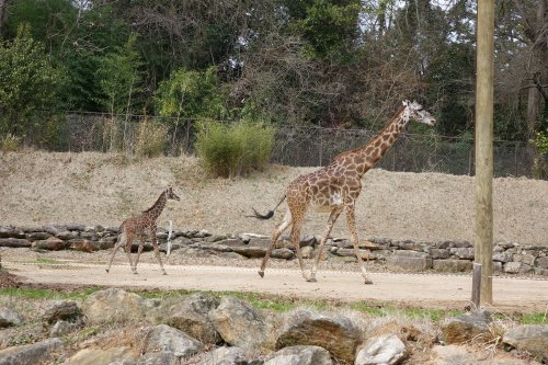 A tall giraffe walks alongside a smaller giraffe in a natural setting with rocks and trees in the background.