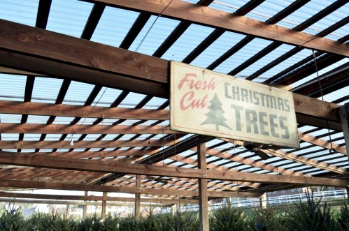 Sign reading "Fresh Cut Christmas Trees" hanging in a wooden structure with rows of Christmas trees below.