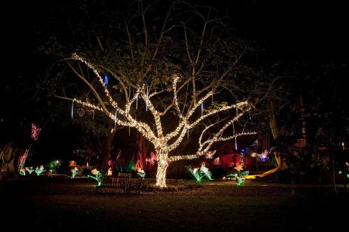 A large tree wrapped in white lights, surrounded by colorful illuminated plants in a dark park setting.