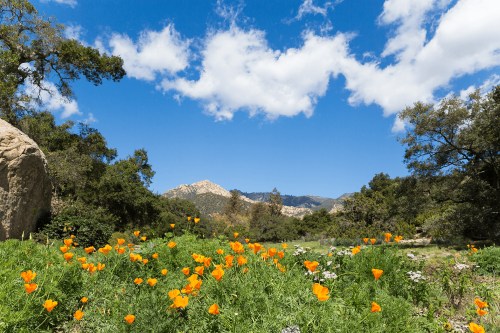 A vibrant field of orange poppies under a bright blue sky with fluffy clouds and distant mountains.