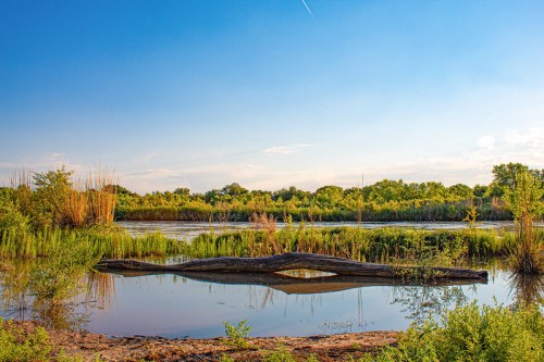 A serene wetland scene with a calm water surface, lush greenery, and a fallen log reflecting in the water under a blue sky.