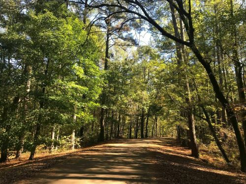 A serene dirt path winding through a lush green forest with tall trees and dappled sunlight.