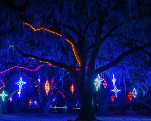 A dark scene featuring a large tree adorned with colorful, glowing decorations and hanging moss.