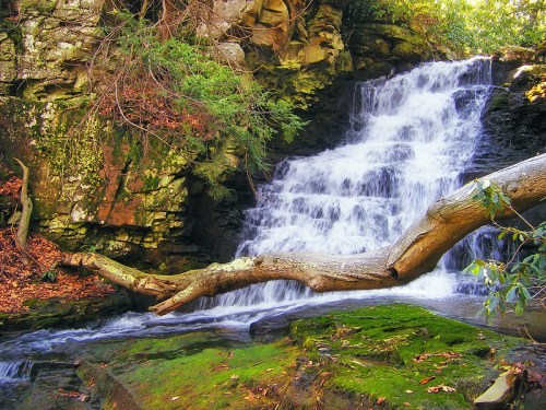 A serene waterfall cascades over rocks, surrounded by lush greenery and a fallen tree branch in a tranquil forest setting.