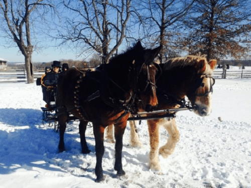 Two horses pull a sled through a snowy landscape, with trees and a clear blue sky in the background.