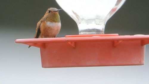 A small hummingbird perched on a red feeder, with a glass container above filled with nectar.