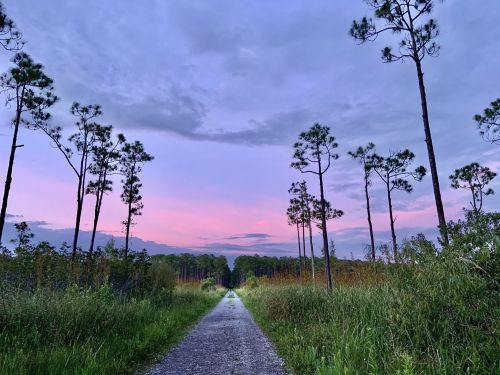 A gravel path leads through tall grass and pine trees under a pastel sky at dusk.