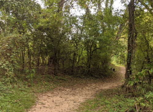 A winding dirt path through a lush, green forest with trees and underbrush on either side.