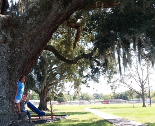 Two children play near a large tree with Spanish moss, one climbing the tree and the other on a slide in a park.
