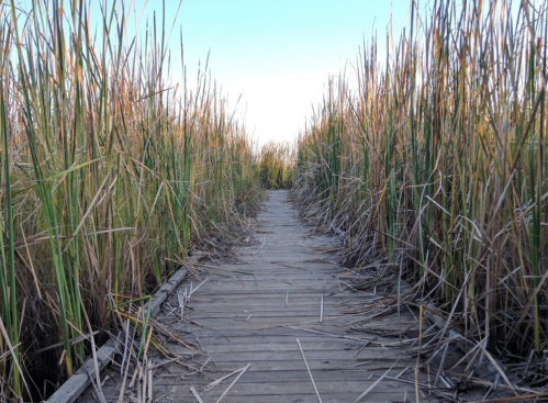 A wooden path leads through tall grasses under a clear blue sky.