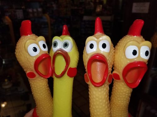 Four colorful rubber chicken toys with open mouths, featuring red combs and big eyes, displayed in a store.