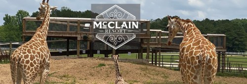 Three giraffes in a sandy area with a wooden structure in the background, featuring the McClain Resort logo.