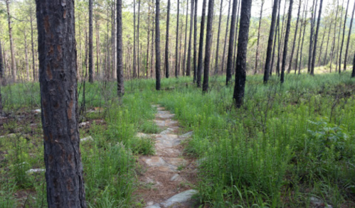A stone path winds through a lush green forest with tall pine trees and vibrant undergrowth.
