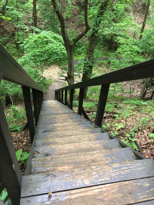 A wooden staircase descends through a lush green forest, surrounded by trees and foliage.