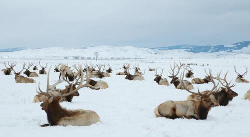 A herd of elk resting in a snowy landscape, with mountains in the background under a cloudy sky.