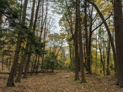 A serene forest path lined with tall trees and autumn foliage, with fallen leaves covering the ground.