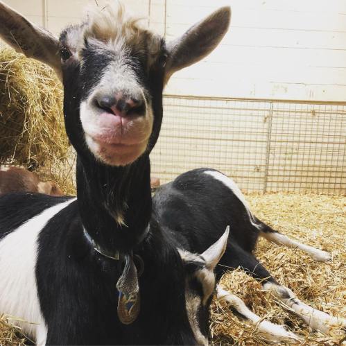 A close-up of a black and white goat with a playful expression, resting on straw in a barn.