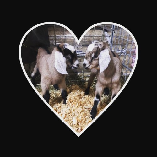Two adorable baby goats standing together in a heart-shaped frame, surrounded by straw.