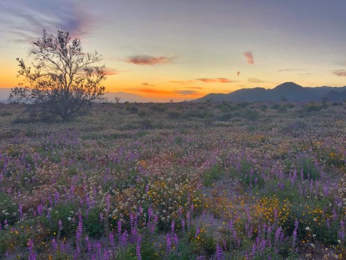 A vibrant field of wildflowers in bloom at sunset, with mountains and a tree silhouetted against the colorful sky.