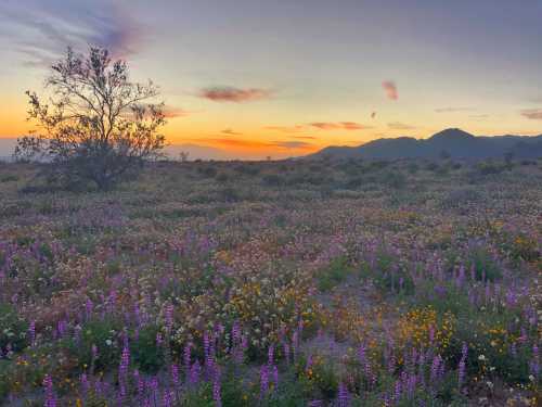 Santa Barbara Botanic Garden Is A Fascinating Spot In Southern California