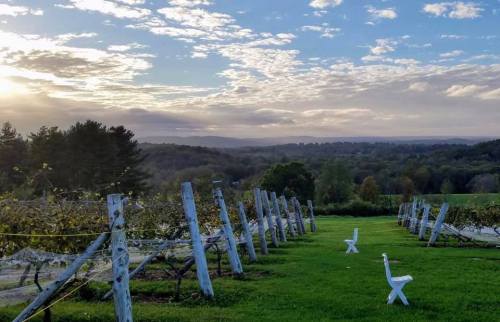 A scenic vineyard at sunset, featuring rows of grapevines and two white chairs on lush green grass.
