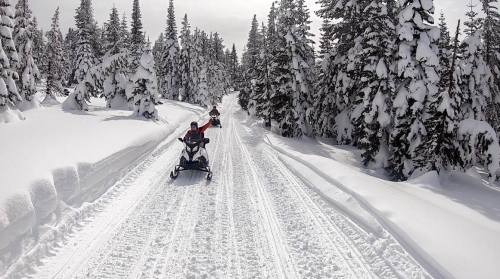 Two snowmobiles travel down a snowy trail surrounded by tall, snow-covered trees.