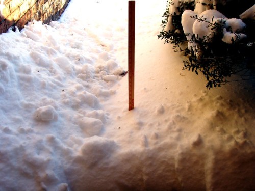 A ruler stands upright in a snowy area, measuring the depth of the snow on the ground.