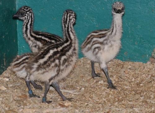 Three striped emu chicks standing on a bed of wood shavings, with a green background.