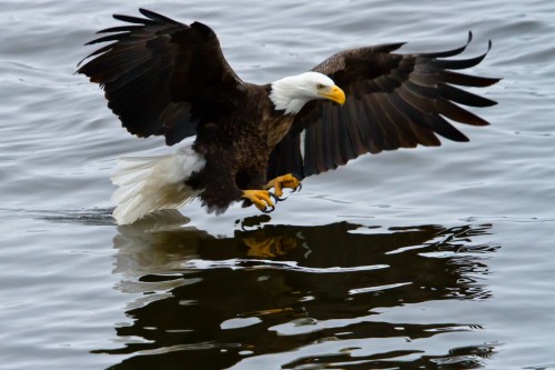 A bald eagle with outstretched wings is diving toward the water's surface, creating ripples below.