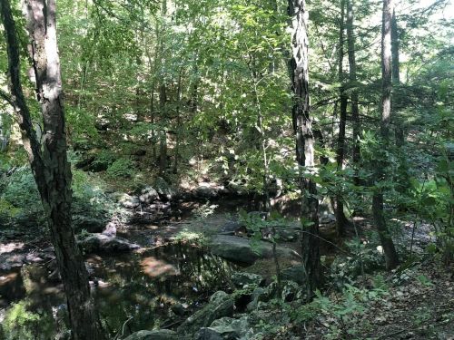 A serene forest scene with a calm stream surrounded by lush green trees and rocky banks.