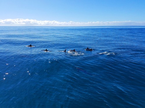 A pod of dolphins swims gracefully in calm blue waters under a clear sky.