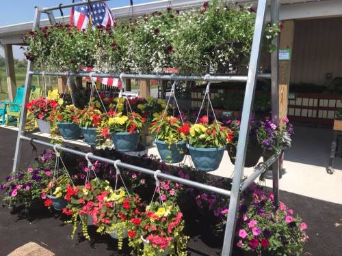 A display of colorful hanging flower baskets in a garden center, with an American flag in the background.