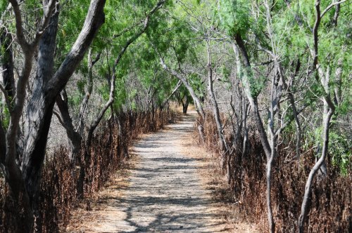 A narrow, winding path surrounded by trees and dry foliage, leading through a serene natural setting.