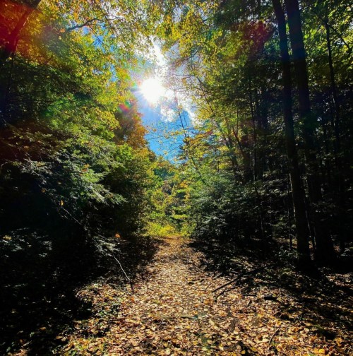 A sunlit forest path surrounded by vibrant green trees and scattered autumn leaves on the ground.
