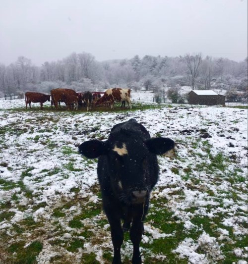 A black calf stands in the foreground, with snowy fields and a group of cows in the background. Trees are lightly dusted with snow.