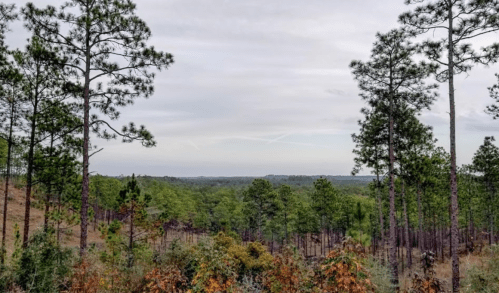 A scenic view of a forested landscape with tall pine trees and a cloudy sky in the background.