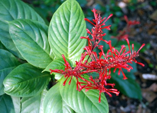 Bright red flowers with long, slender petals atop lush green leaves, set against a blurred natural background.